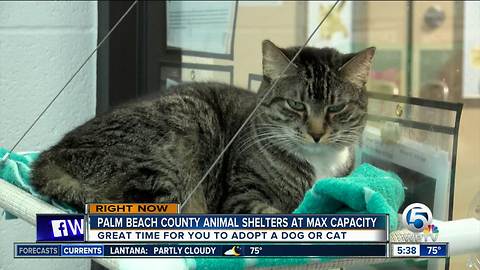 Animal shelters at capacity