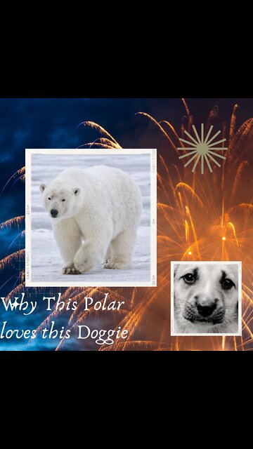 Huge Polar bear in love..