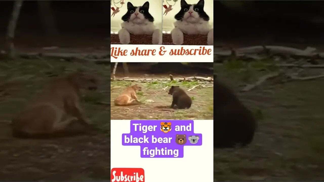 Tiger 🐯 and black bear 🐨 fighting ••#shorts #youtubeshorts