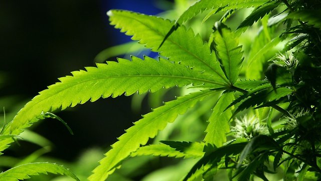 New Jersey Temporarily Stops Prosecuting Marijuana Cases