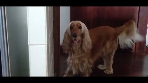 dog , shorts