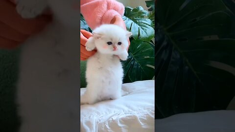 Cute Kitten