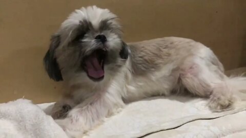 My Shih Tzu Puppy Doesn't Want To Take a Bath. SEE HER REACTION.