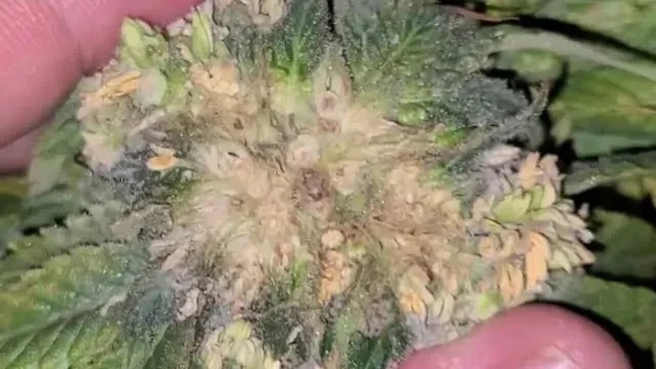 Stickiest Hardest Marijuana Buds you ever seen