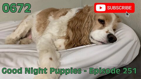 [0672] GOOD NIGHT PUPPIES - EPISODE 251 [#dogs #doggos #doggies #puppies #dogdaycare]