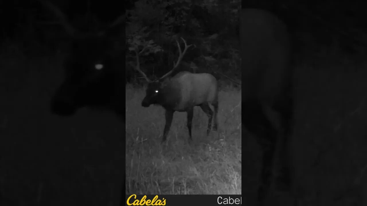 #elk #bullelk #huntmontana #livingthedream #wildernessliving #wildernesslife #montanalife #montana