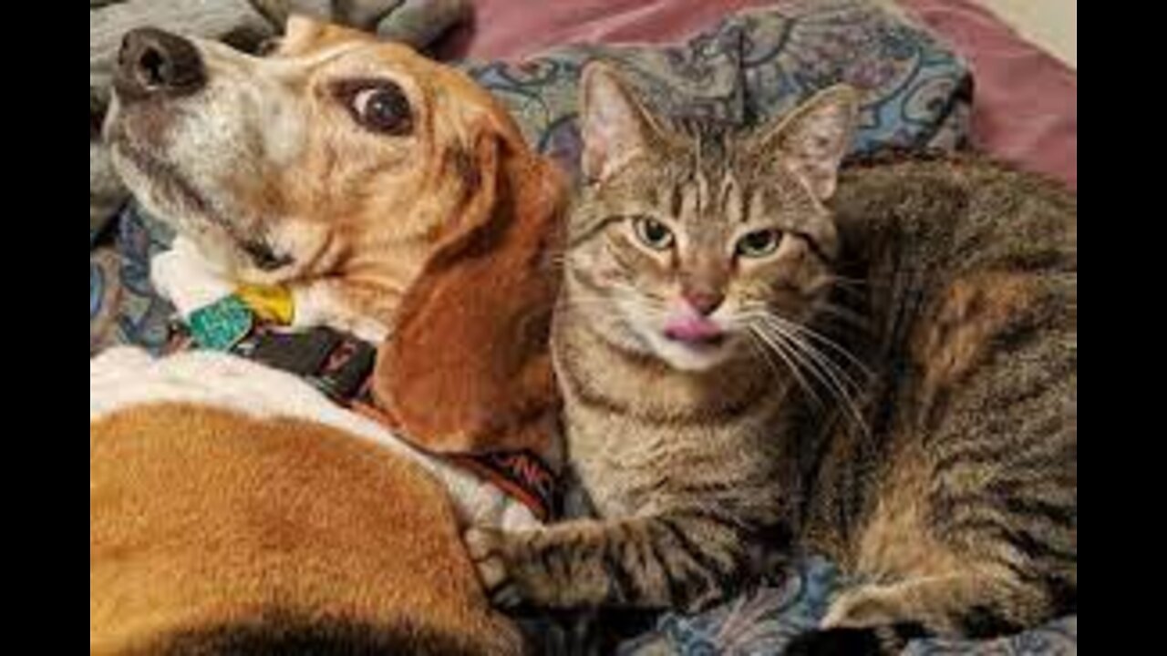 Funniest Cat and Dog