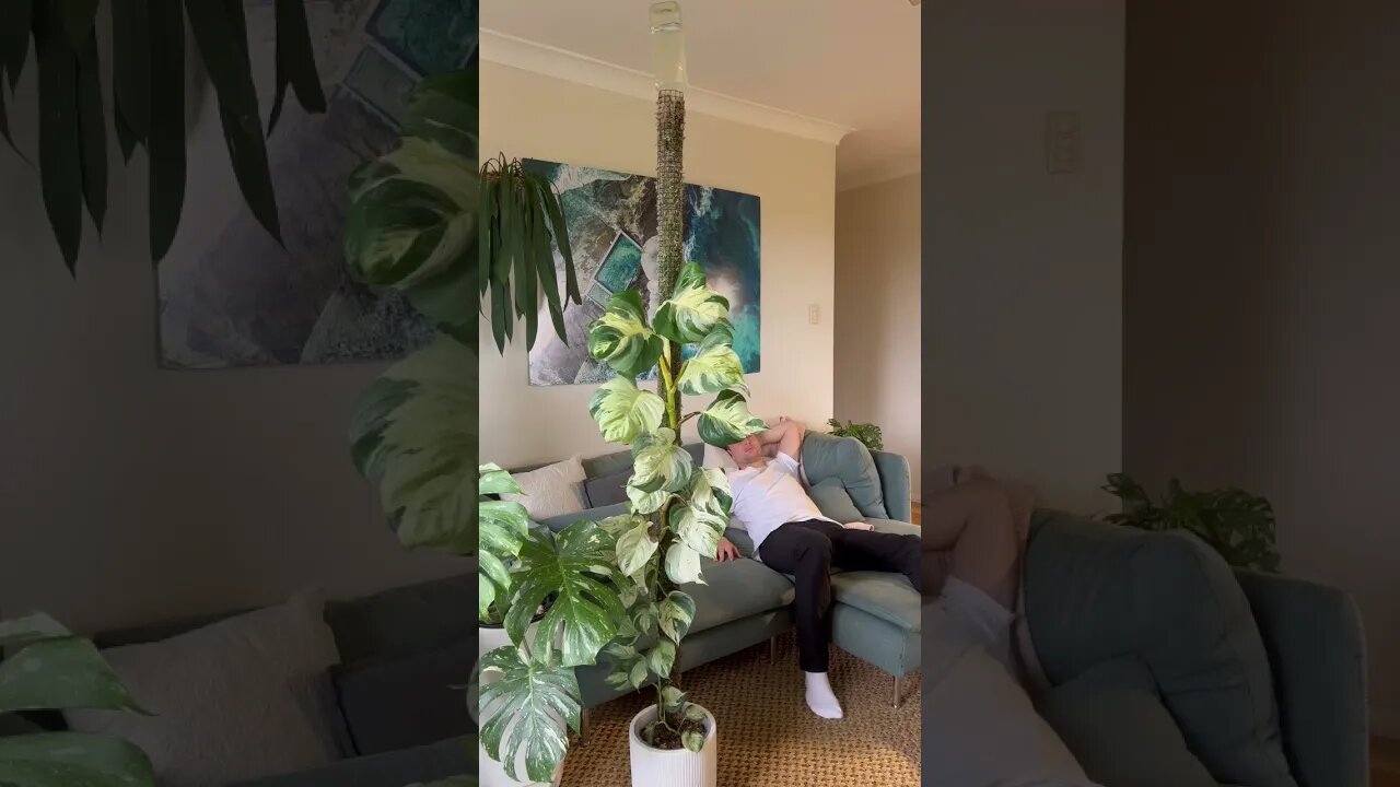 Full tutorial in my Moss Pole Playlist :) #epipremnummanjula #manjulapothos #mosspole #shorts