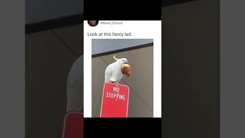 Right parrot in wrong place😂👌 #shorts #shortsvideo