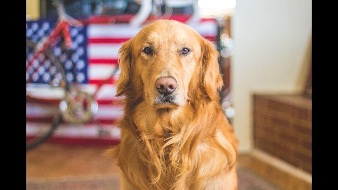 The 5 time to watch WKC's best dog show