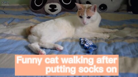 cat put on his socks