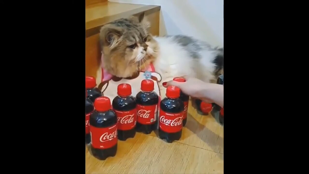 funny animal videos funny animal videos