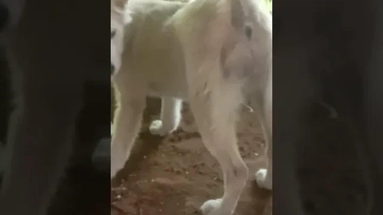 ngasih makan Anjing Gaess