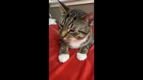 BEST FUNNY CATS COMPILATION 2022😂| Cute and Funny Cat Videos to Keep You Smiling!😻