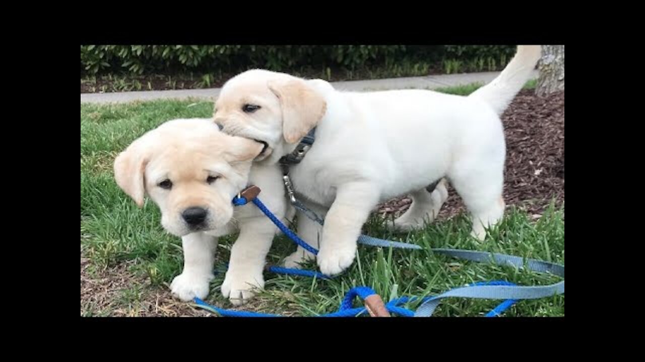 FUNNY LABRADOR PUPPIES ..||