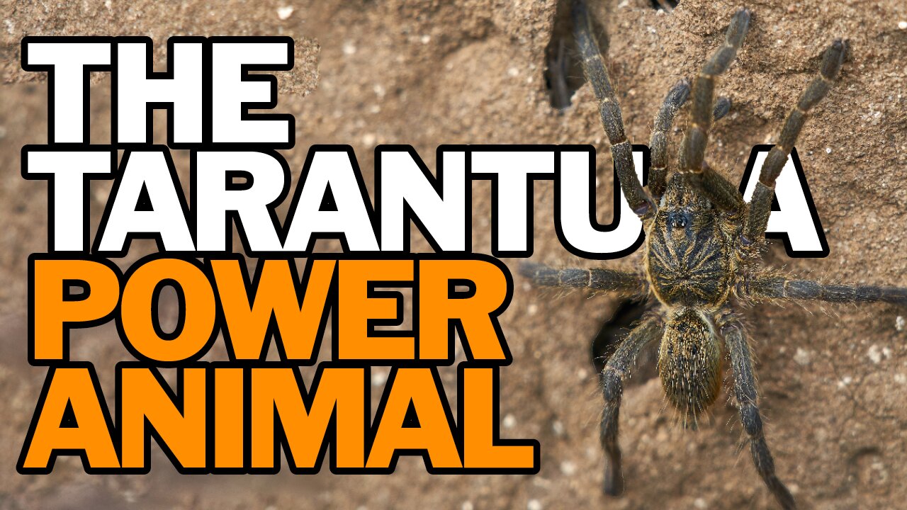 The Tarantula Power Animal