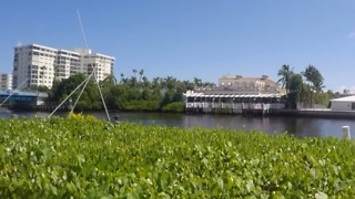 FAU researchers: 'Manmade mangroves could address coastal threats'