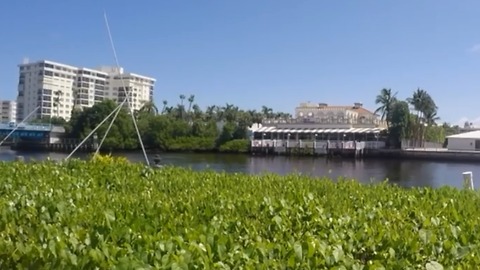 FAU researchers: 'Manmade mangroves could address coastal threats'