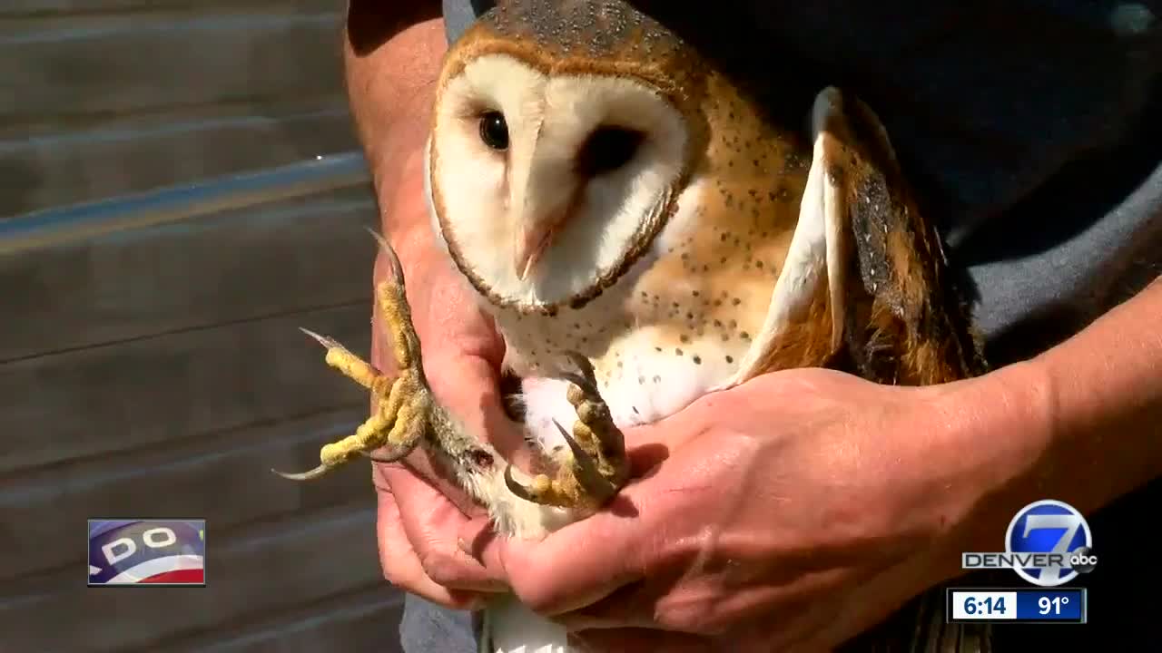 Group works to protect Colorado's barn owl population