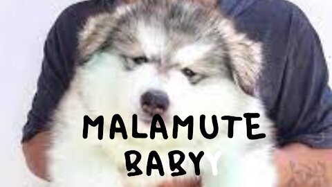 alaska malamute baby dog ​​having fun