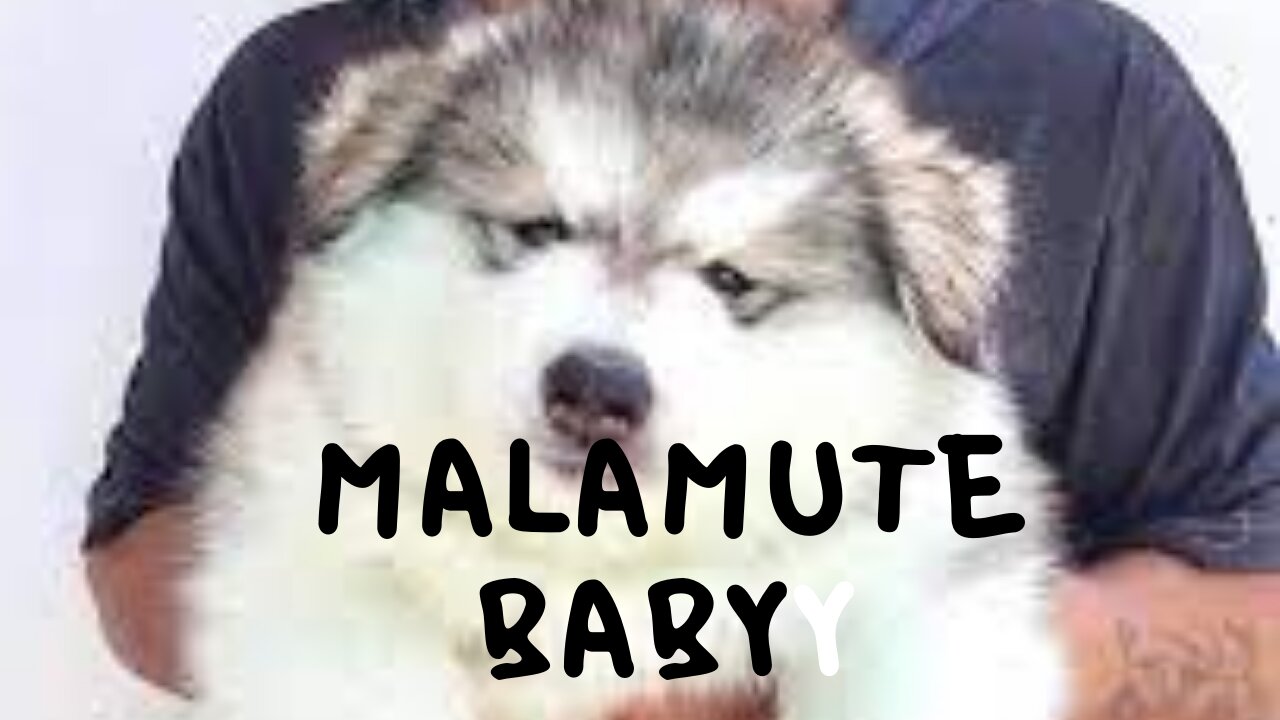 alaska malamute baby dog ​​having fun