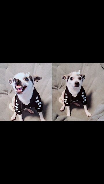 Puppy reaction on came sticker maker