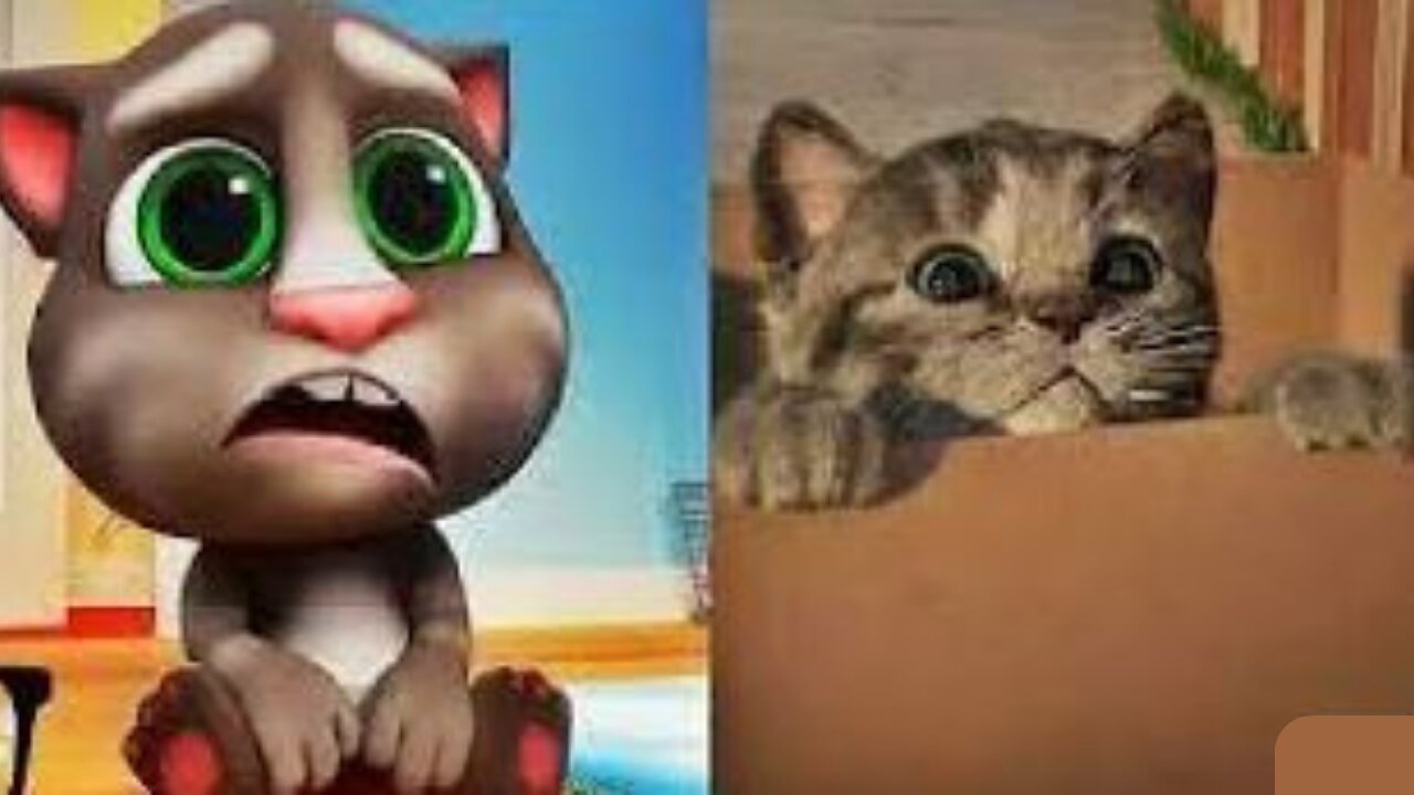 CAT IN REAL LIFE, Kitten My favorite cat, Cute kitten