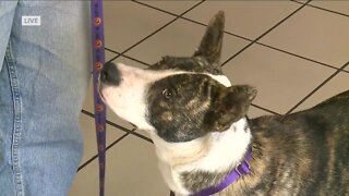 Pet of the Week: Emma