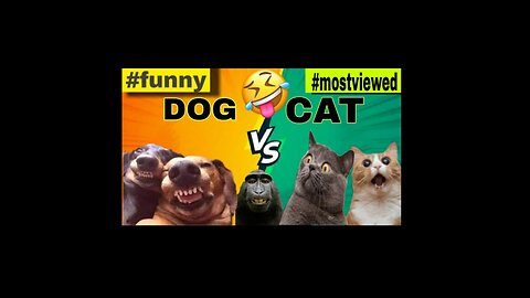 Funny animals video 🤣🐈🧸🧸🖐️😂😅🤣😭😅😂