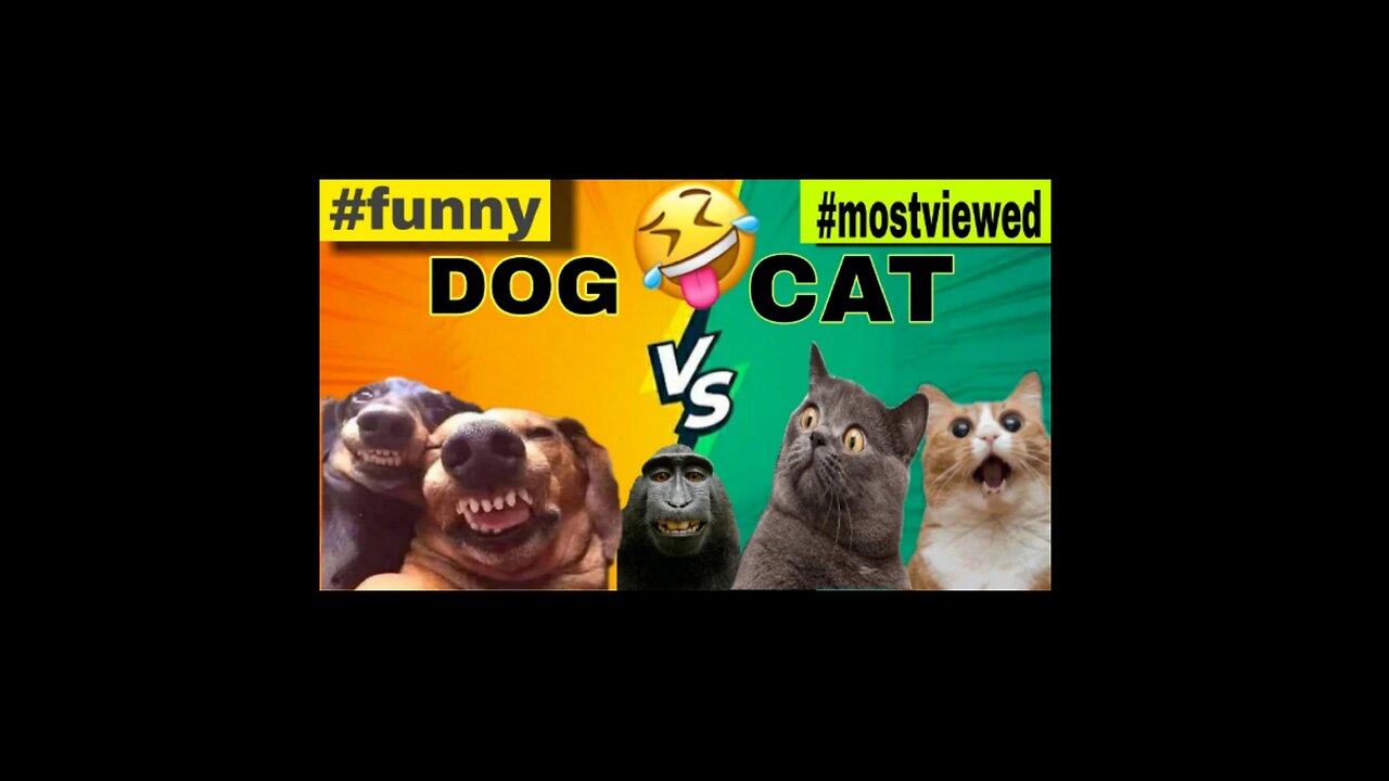 Funny animals video 🤣🐈🧸🧸🖐️😂😅🤣😭😅😂