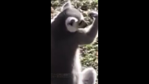 Super hard try not to laugh , animals edition