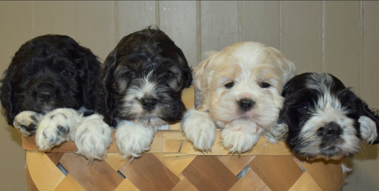 Cockapoo Puppies for Sale