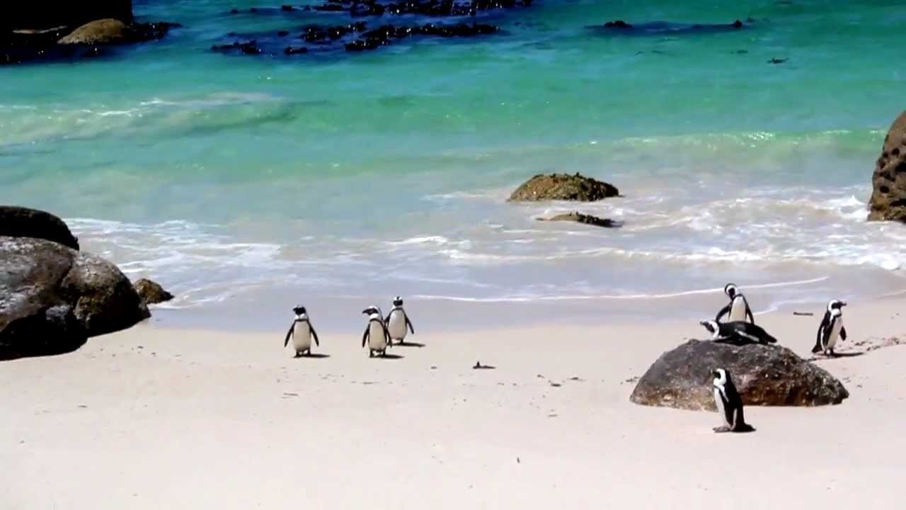 Penguins