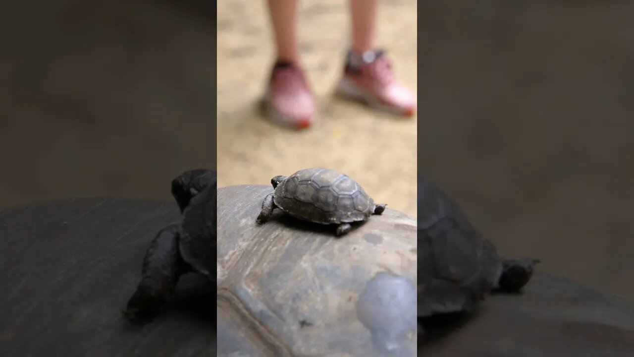 MINI LAND TURTLE IN SEYCHELLES