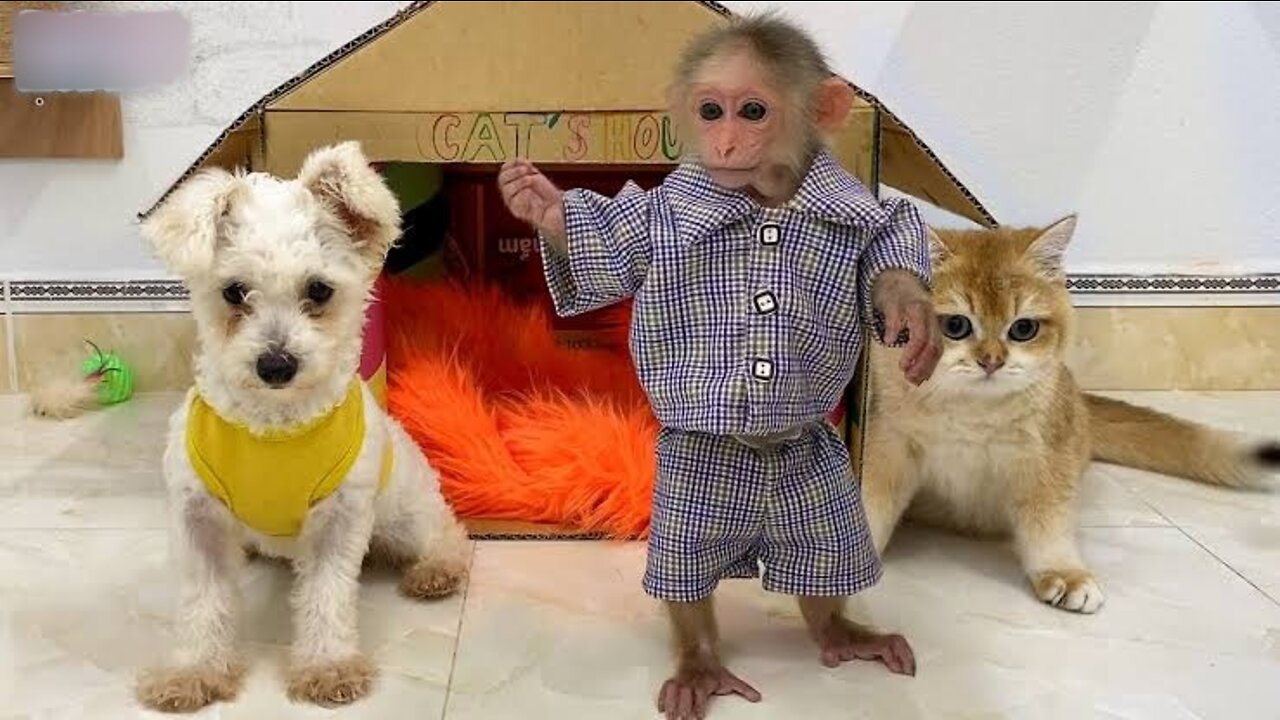 BiBi monkey has fun playing with puppy and cats