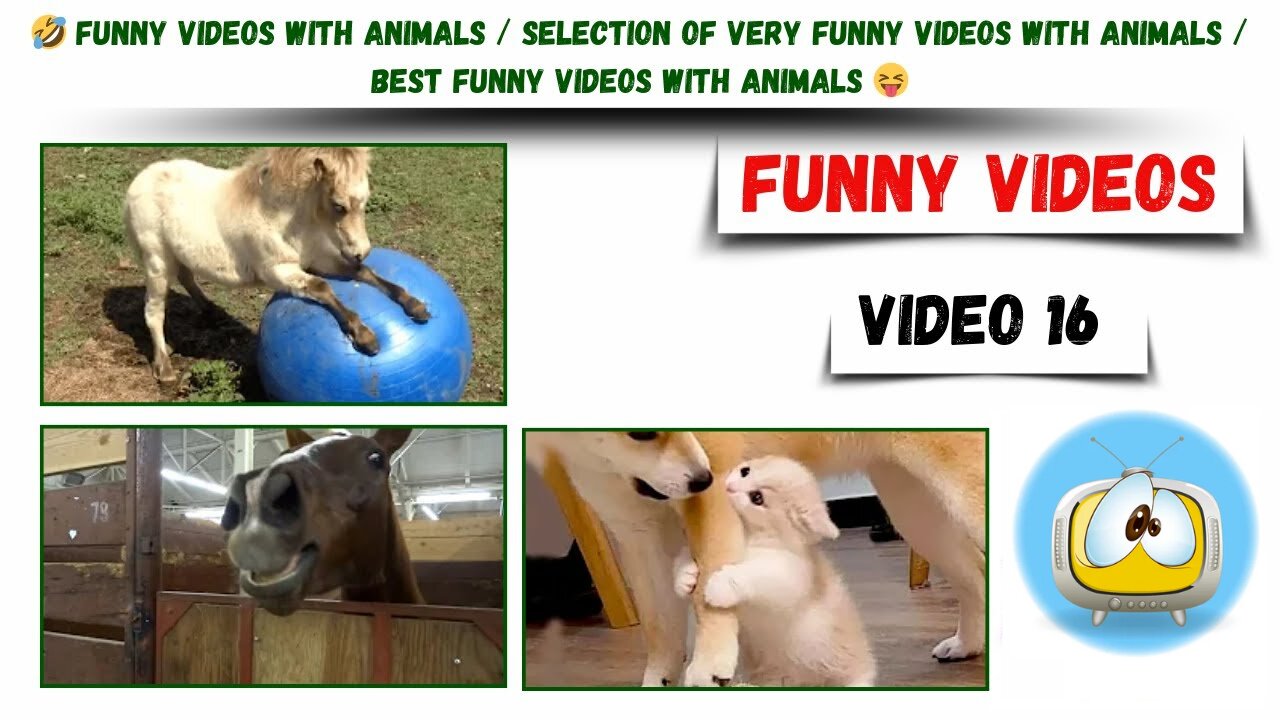 funny videos with animals / selection of very funny videos with animals / best funny videos