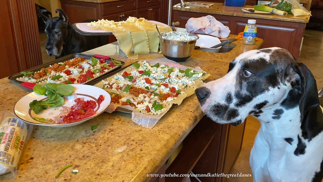 Polite Great Dane Sample Lasagna Roll Ups Ingredients