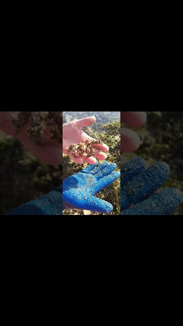 Transformers CRAZY CRAB! #crazycrab #animals #beach