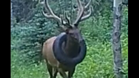 Elk Freed From Tire Stuck Around Its Neck for Years,