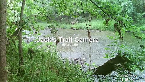 Jack's Trail Camera -- Episode 60