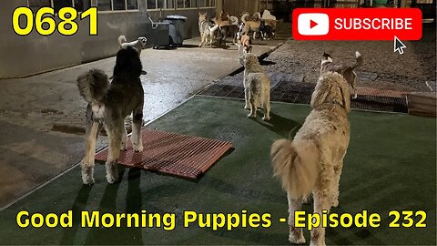 [0681] GOOD MORNING PUPPIES - EPISODE 232 [#dogs #doggos #doggies #puppies #dogdaycare]