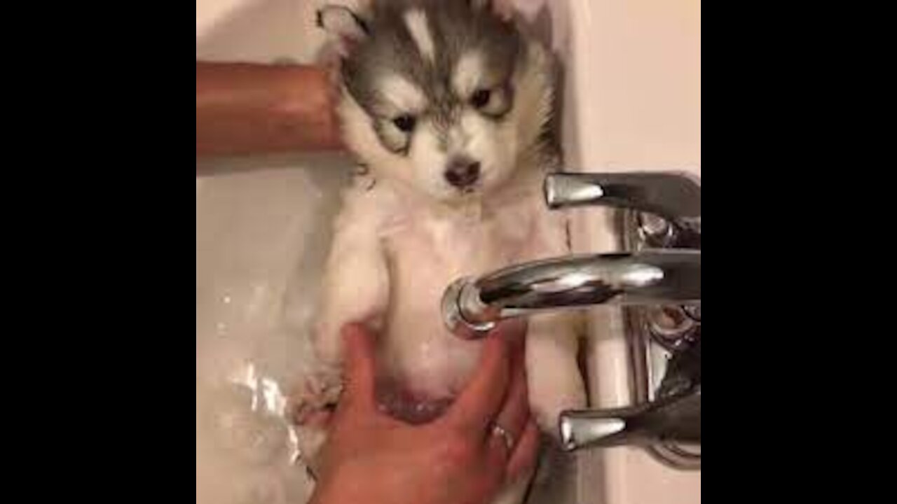 CUTE BABY HUSKY BATH TIME... ADORABLE...