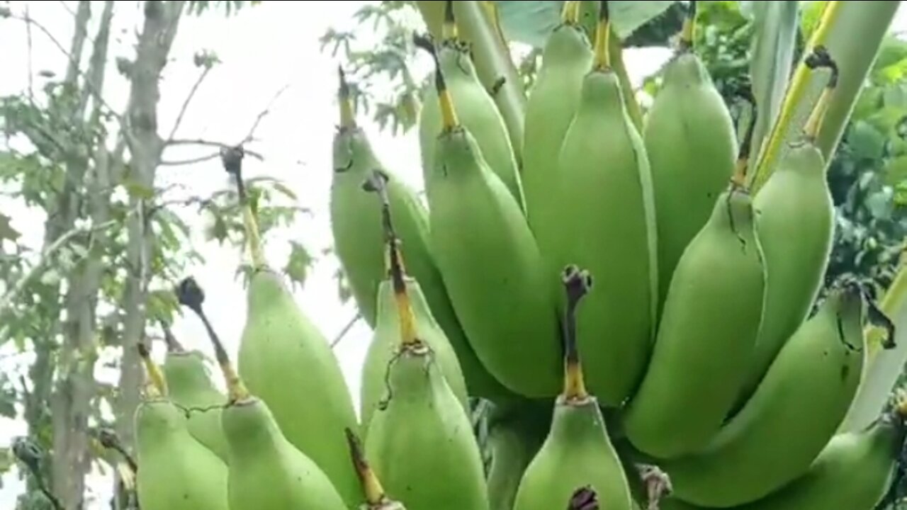 grilled banana tree