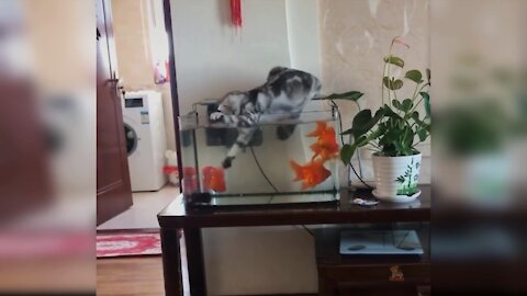 Cat Play With Fish in Aquarium - Cat Funny Videos