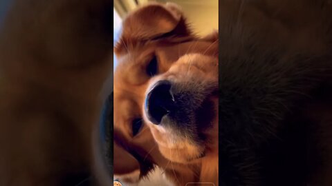 From all angles 📐 #retrieversofinstagram #retriever #retrievers #retrieverpuppy #puppylove #shorts