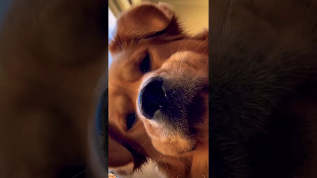 From all angles 📐 #retrieversofinstagram #retriever #retrievers #retrieverpuppy #puppylove #shorts
