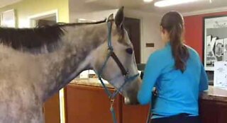 Have you ever seen a horse checking in to a hotel?