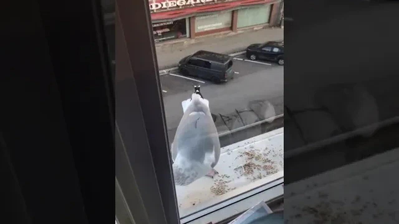 Big Seagull & Crow Eating Seeds By The Window