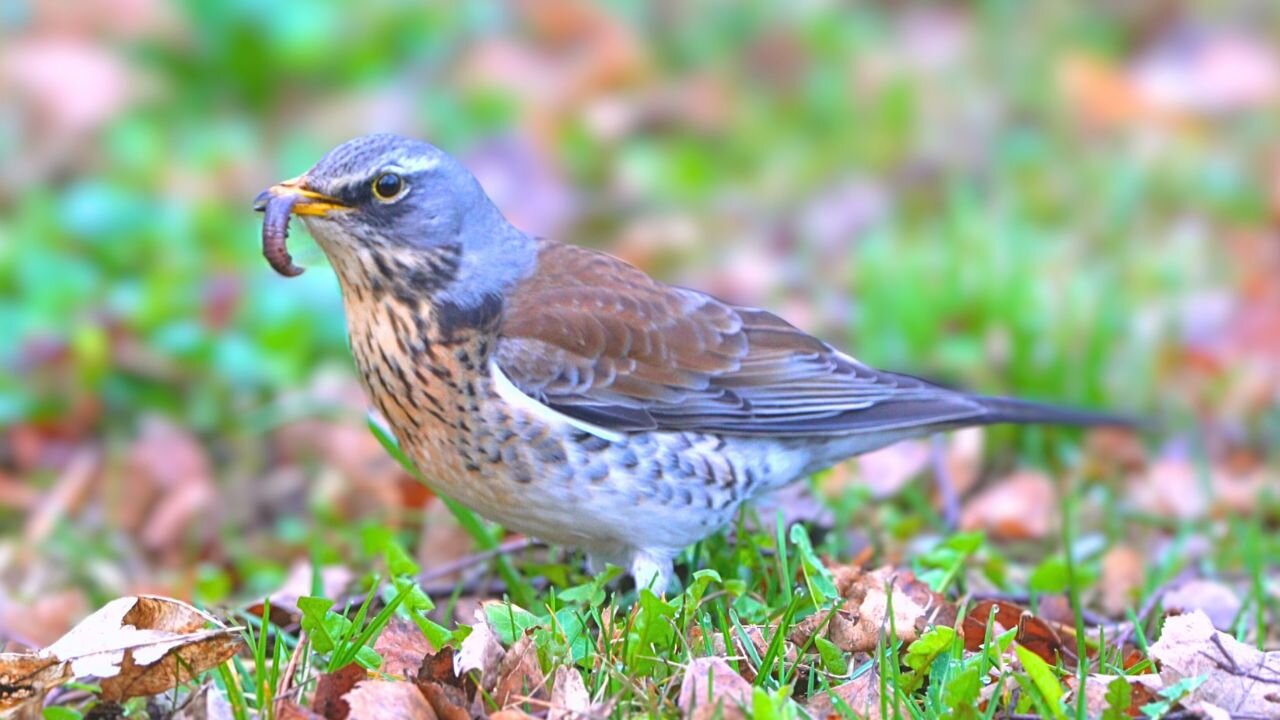 Fieldfare and an Earthworm. Blink and You Miss It