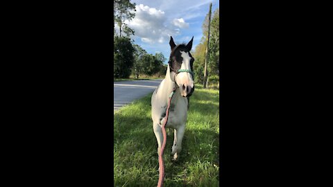 APHA Mare